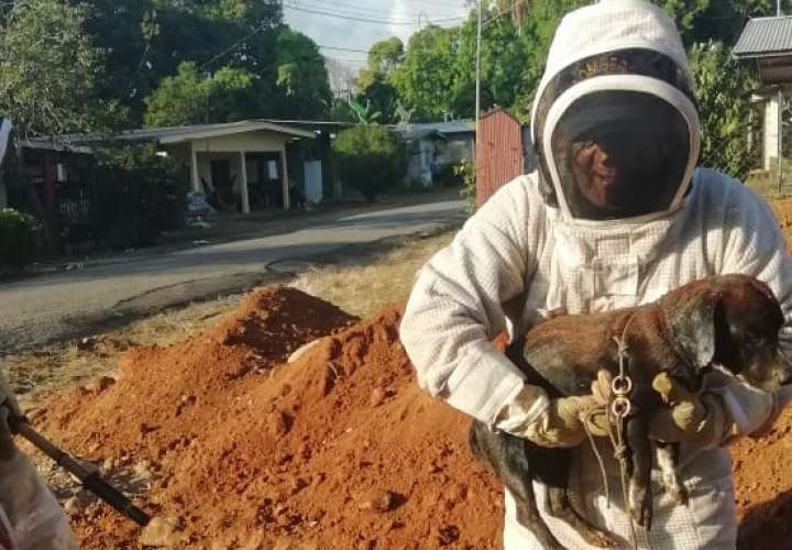 Bomberos salvan la vida de un perro atacado por abejas africanizadas