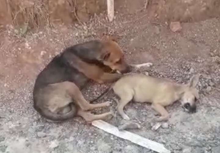 Matanza de perros en La Chorrera