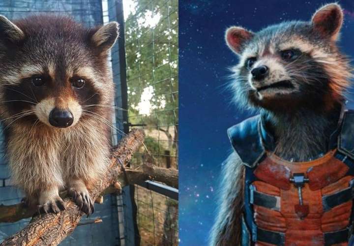 Murió el mapache que le daba vida a 'Rocket Racoon' en las cintas de Marvel