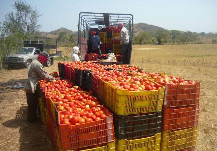 Baja producción de tomate industrial