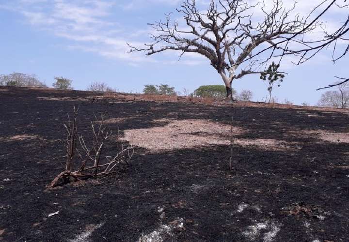 Grandes daños por incendios forestales