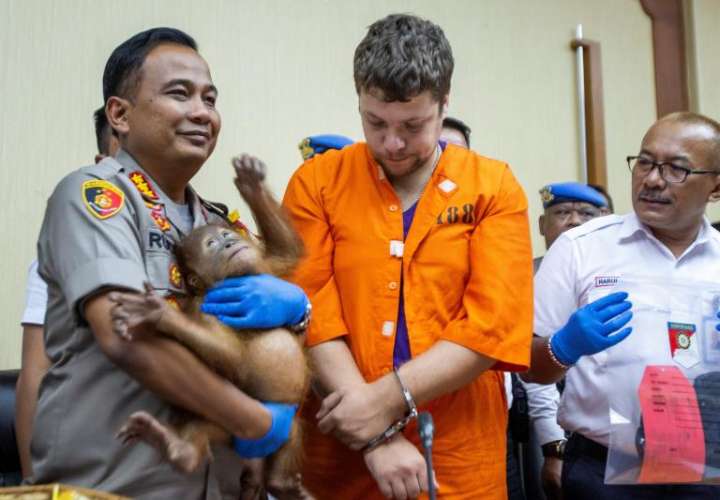 El sospechoso ruso Andrei Zhestkov (c) es escoltado por un policía que sostiene en brazos al orangután de dos años que supuestamente iba a ser vendido ilegalmente en Rusia. EFE