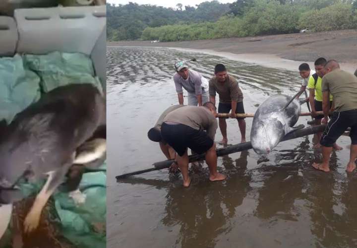 Perritos y un delfín fueron salvados por uniformados de PN y Senafront