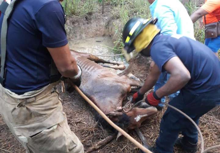 [Video] Rescatan a caballo que se cayó a un pozo en Chiriquí