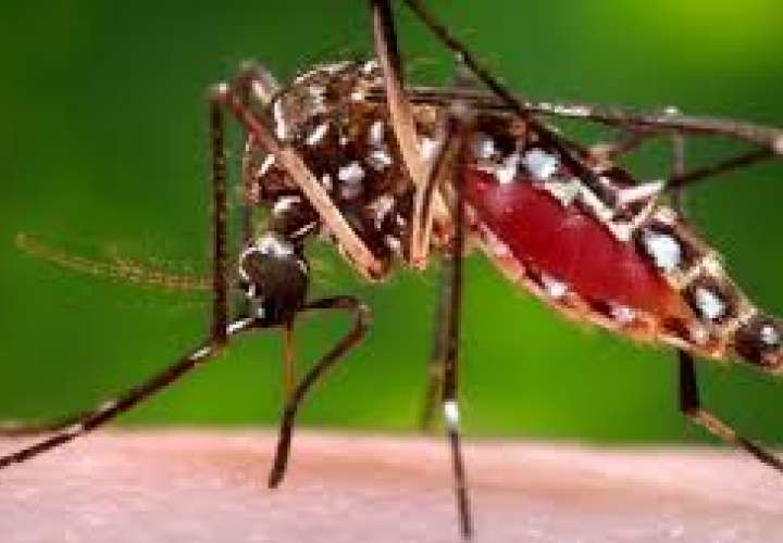 Salud se toma Panamá Norte por alto nivel infestación del mosquito Aedes