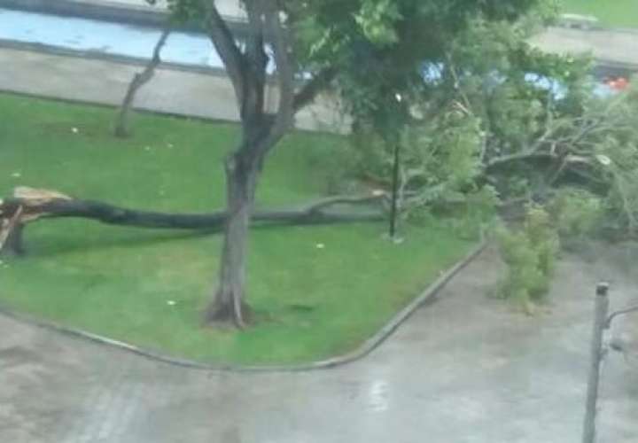 Varios árboles caídos en la ciudad por fuerte aguacero