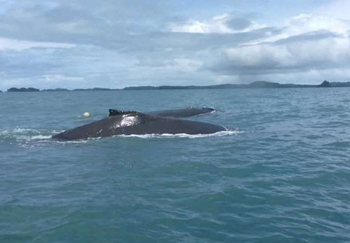 Investigan caso de ballena atrapada