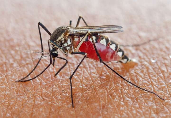 Minsa confirma  mil 689 casos de dengue a nivel nacional