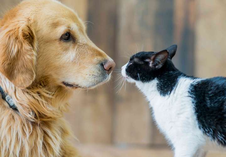 Científicos crean vacunas para que gatos y perros no causen alergias en humanos 