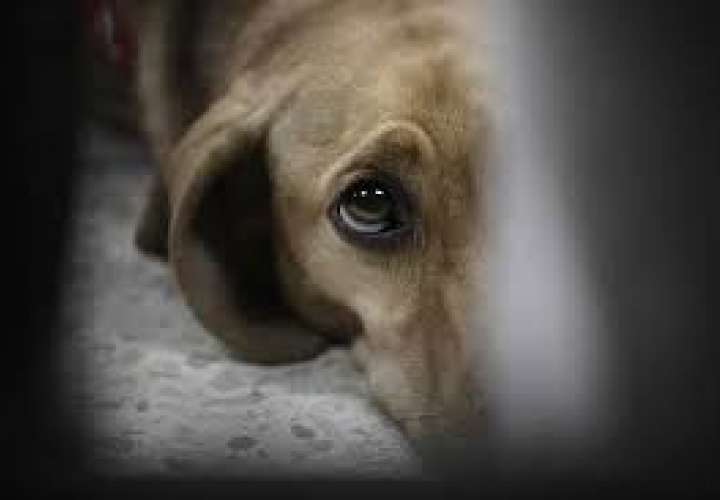 Ministerio Público investiga muerte cruel de perro chiricano 