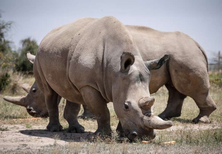 Logran fecundar 7 óvulos para salvar a los rinocerontes blancos del norte