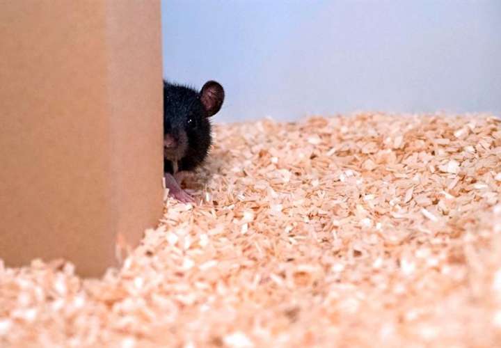 Expertos de la Universidad Humboldt de Zúrich han enseñado a estos roedores a jugar y, según parece, se les da bien tanto ocultarse como buscar. EFE