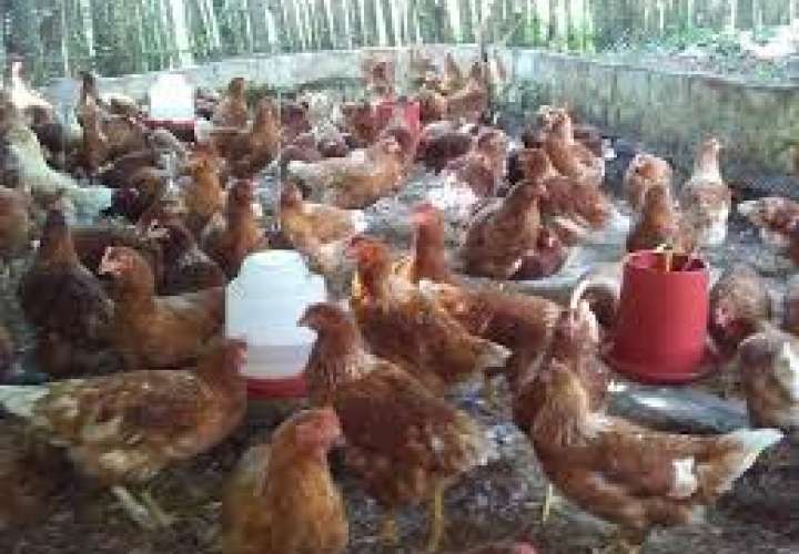 Banda "roba gallinas" se activa en áreas rurales de Chilibre