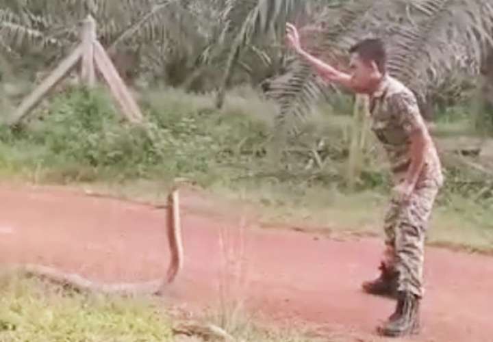 Soldado domina una cobra casi sin parpadear (Video)