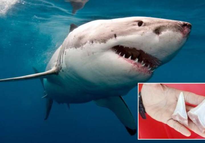 Un tiburón blanco mordió su kayak y le dejó dos dientes de regalo