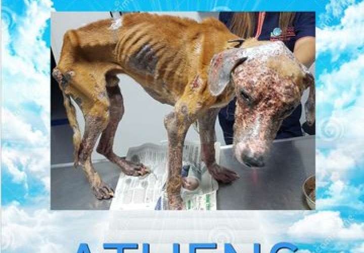 ¡Qué crueldad! Muere Athens, el perro maltratado y abandonado en San Miguelito 