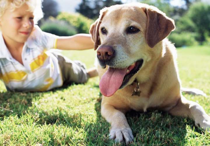 Tener un perro reduce los riesgos de infarto en sus dueños