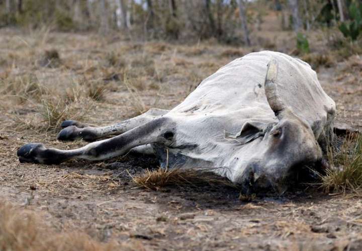 Vista de los restos de una vaca que habría muerto a causa de la sequía, en septiembre de 2019, en San Esteban Olanco (Honduras). EFE