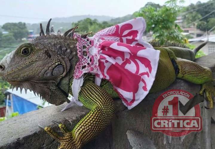 Hasta las iguanas se visten de Patria