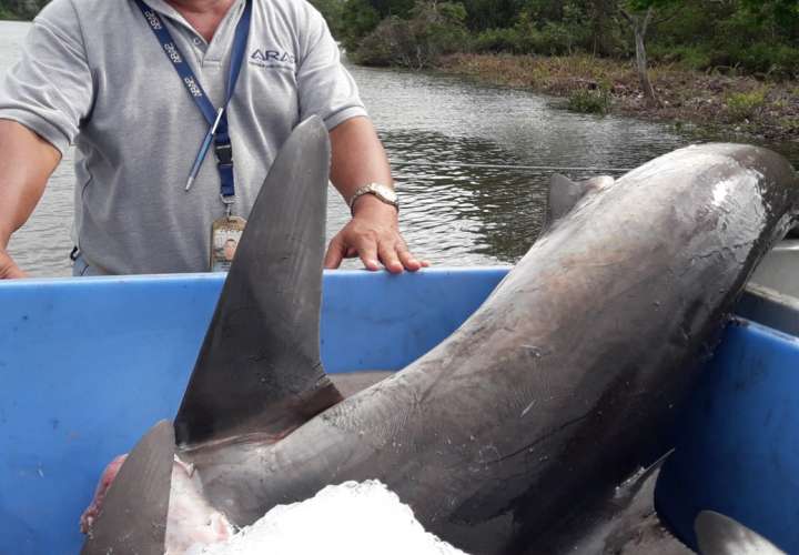Confiscan 2,500 libras de tiburón y otros productos de mar en Punta Burica