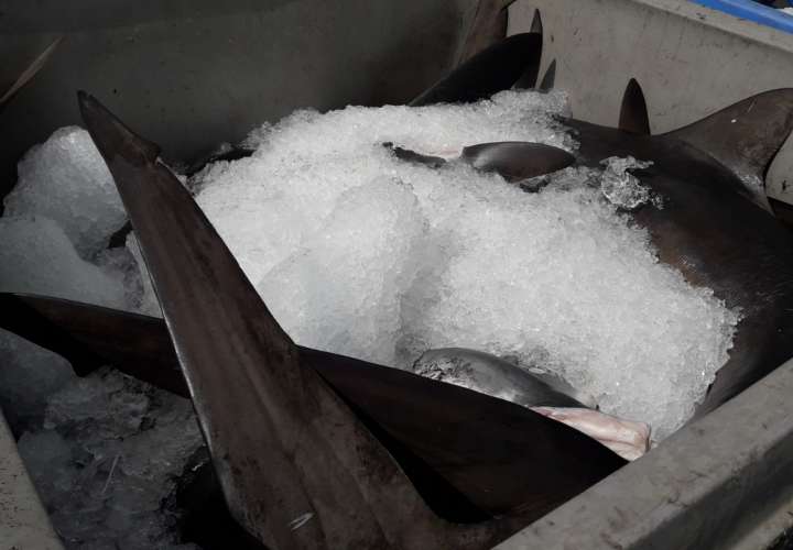 Confiscan 2,500 libras de tiburón y otros productos de mar en Punta Burica