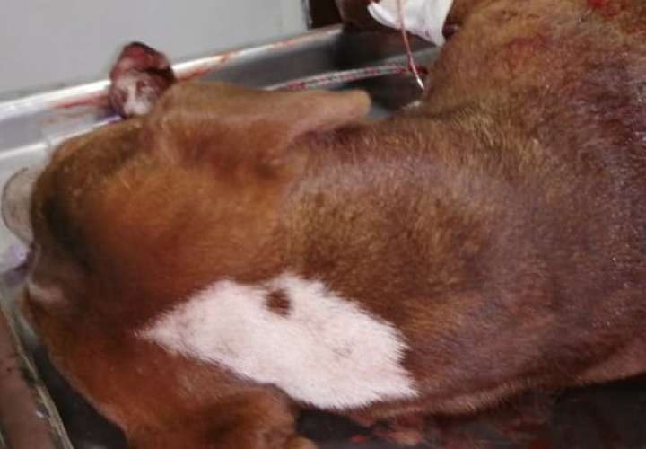 Perro muere tras recibir machetazos en Chiriquí