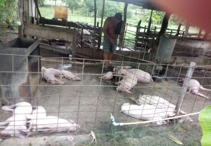 Rayo mata a unos 20 cerdos  en Los Santos