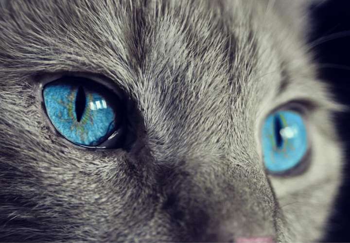 El gato, que como la mayoría de los animales tienen sistemas visuales completamente diferentes a los humanos. EFE