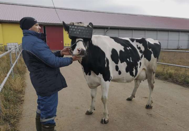 Rusia le puso lentes de realidad virtual a las vacas para que se desestresen