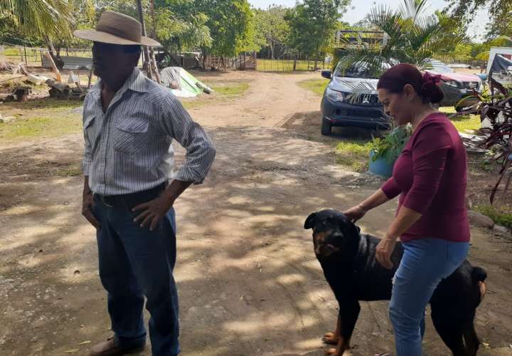 Inician investigación por muerte de perros en La Villa