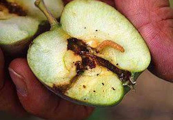 AUPSA detecta peras infectadas con gusano