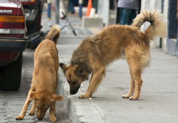 Dos perros salvan a una mujer de ser robada en plena vía pública