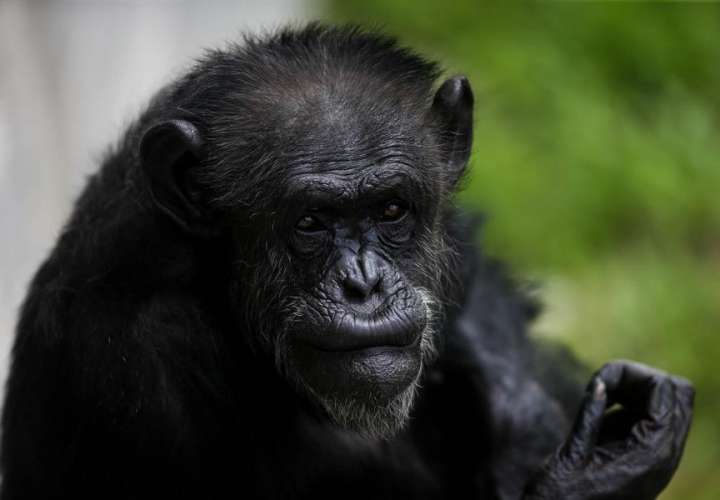 Estudio científico demuestra relación musical entre chimpancés y humanos