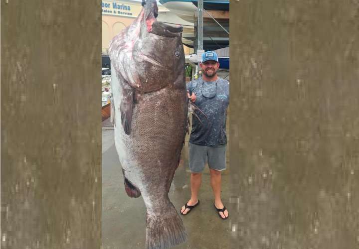 Pescan un mero de 50 años y 158 kilos de peso