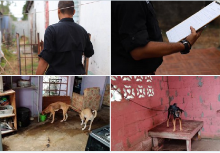 Rescatan a tres perros maltratados en Juan Díaz