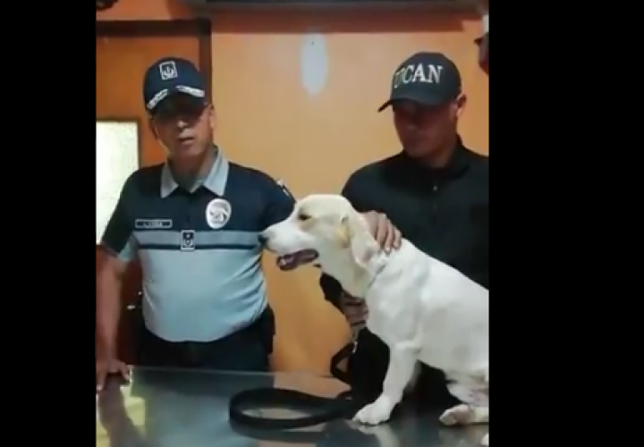 Sancionarán a policías por rociar gas pimienta a perro [Video]