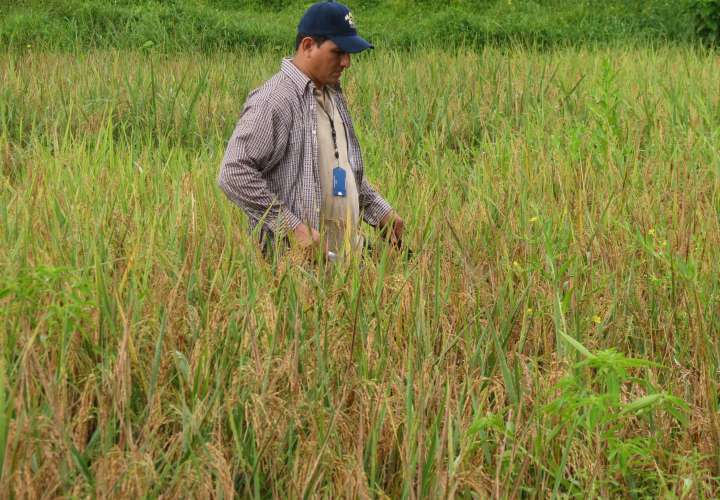 Garantizan pago de incentivo a productores de arroz