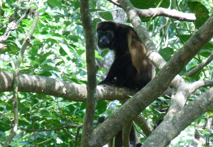 Advierten sobre muerte de monos en peligro de extinción en Azuero