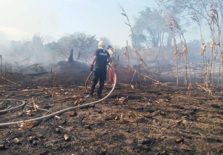 Grandes pérdidas deja incendio en maizal en Los Santos