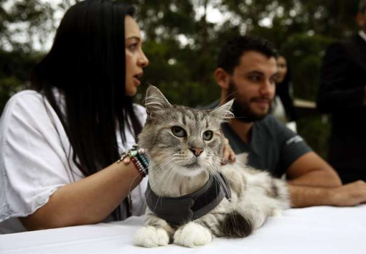 Implantan por primera vez en Colombia un marcapasos a un gato