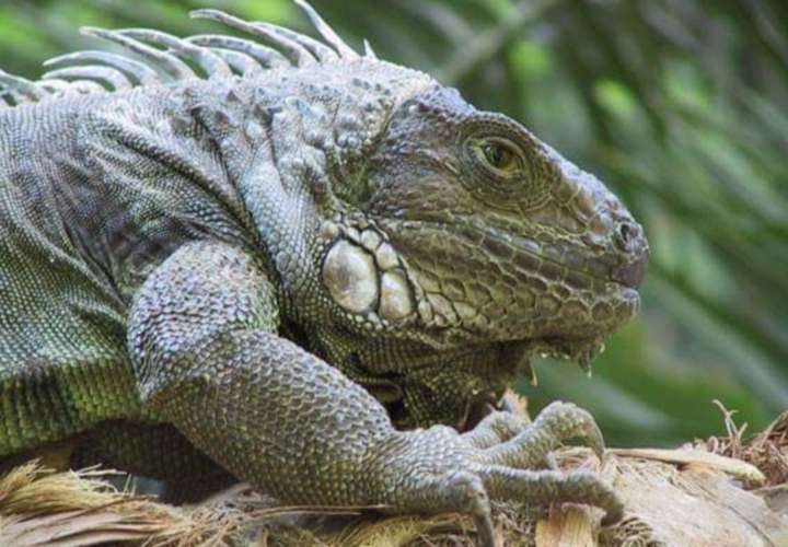 Instan a proteger a la iguana verde 