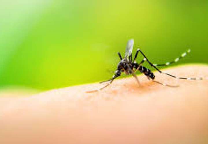 Panamá reporta dos muertes por dengue y 1.012 casos confirmados en 2020