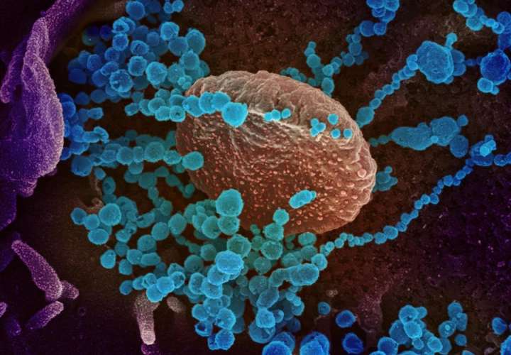 Científicos chinos descubren cómo el coronavirus se une a las células humanas
