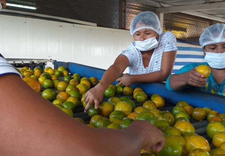 Panamá exporta naranja hacia el Caribe por primera vez