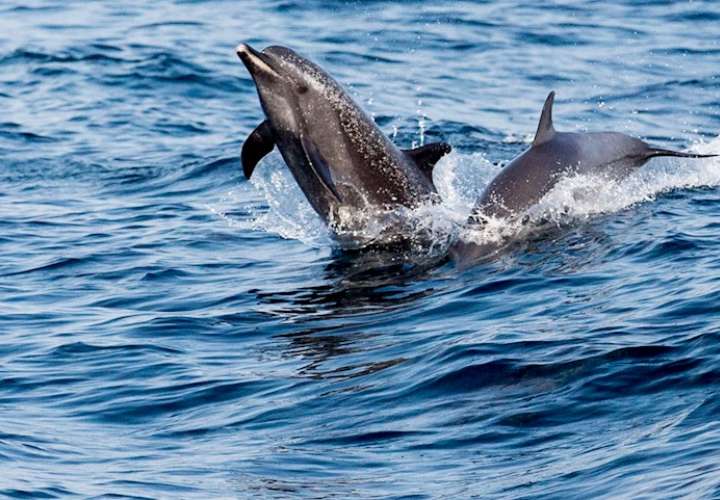 Cuarentena favorece estudio del comportamiento de delfines en costa de Panamá