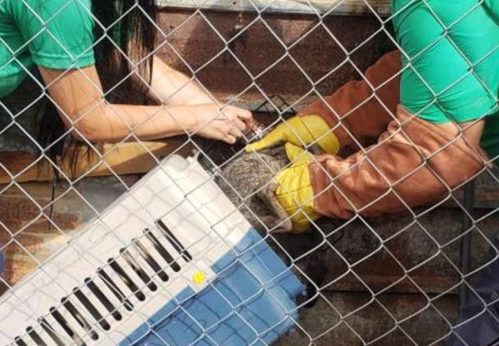 Rescatan mapache en patio de una casa en Chiriquí
