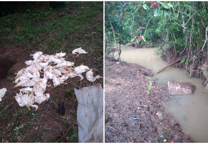 Matanza de patos en El Coco; temen envenenamiento