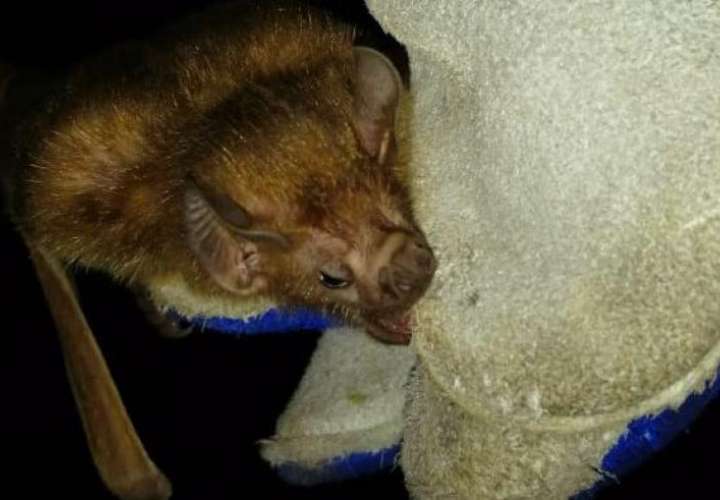 Intensifican captura de murciélagos hematófagos para mitigar rabia bovina