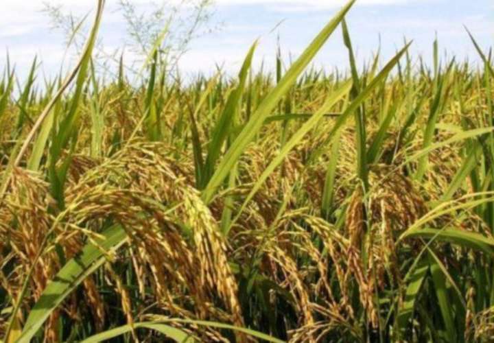Avanza siembra de arroz a nivel nacional