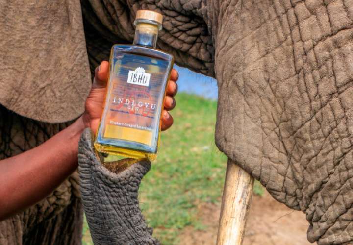 "Caca" de elefante, el ingrediente exitoso de una ginebra sudafricana